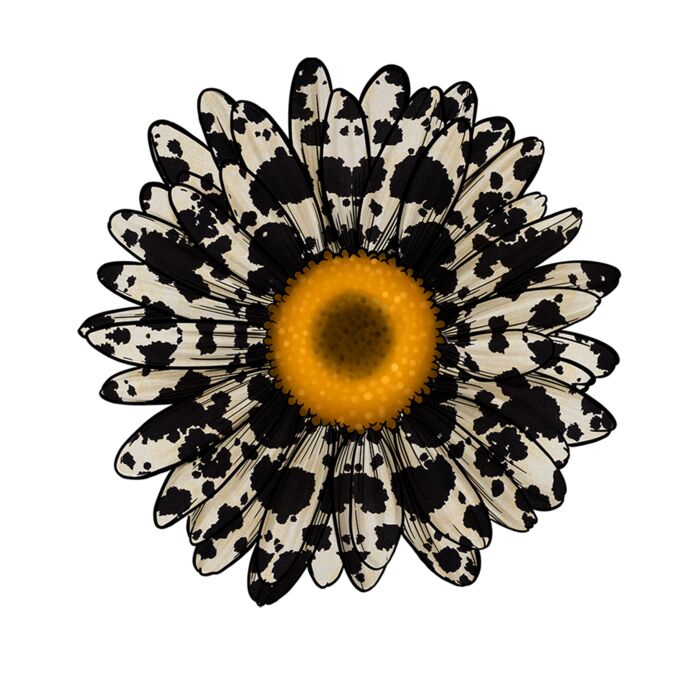 COWPRINT DAISY Thumbnail