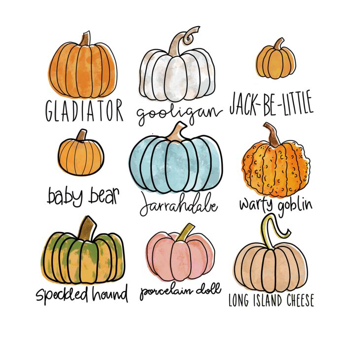 PICK YOUR PUMPKIN Thumbnail